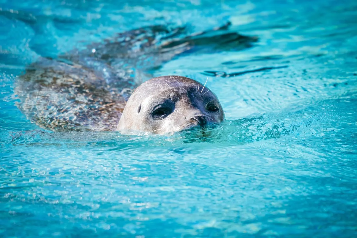 How to Spot Mersey Seals: A Guide to the Best Viewing Points on the Wirral Coast